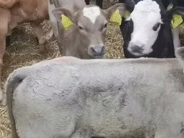 Cattle (batch, sex not specified), Cattle
