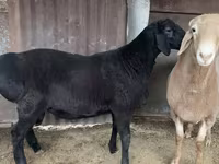 Beran, Hissar sheep — foto 1