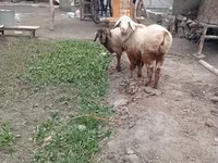 Խոյ, Edilbay sheep — լուսանկար 3