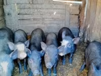 หมูป่าตัวผู้, หมู — รูปภาพ 4