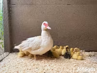 Ducks — تصویر 3