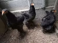 براهما — عکس 4