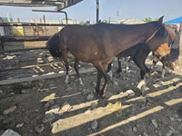 گھوڑی, گھوڑے — تصویر 4