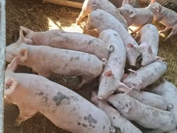 Domuzlar (parti, cinsiyet belirtilmedi), Domuzlar