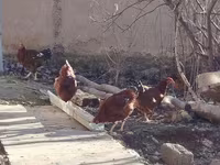 Chickens — 写真 6