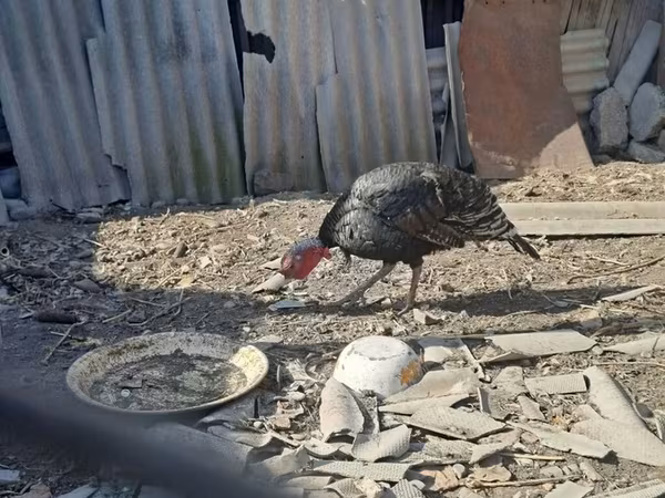 Turkeys — Kyrgyzstan