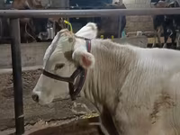 Býk, Swiss cattle — foto 5