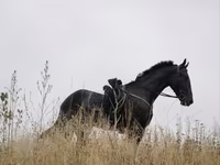 Faras dhaddig, Orlov Trotter — sawirka 2
