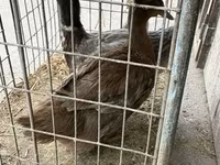 Ducks — รูปภาพ 5