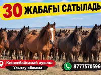Kuda (lot, jantina tidak dinyatakan), Kazakh horse — foto 1