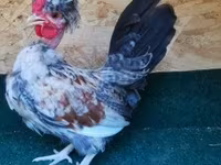 Chickens — снимка 8