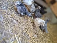 Chickens — fotografija 3