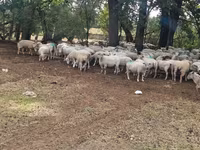 میش, Baerchuke sheep — عکس 4