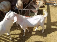 بز (گروه، جنسیت مشخص نشده), Beetal goats — عکس 2