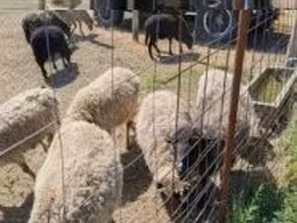 Խոյ, Merino sheep