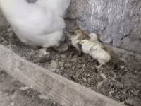 Chickens — 사진 1
