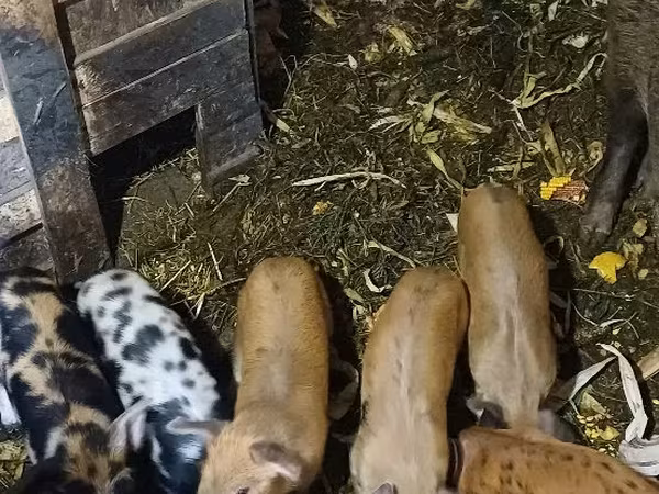 Babi betina, Pigs