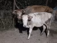 Lembu betina, Cattle — foto 1