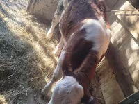 Bovini (lotto, sesso non specificato), Simmental cattle — foto 4