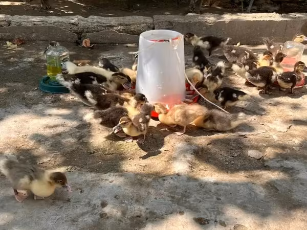 Ducks
