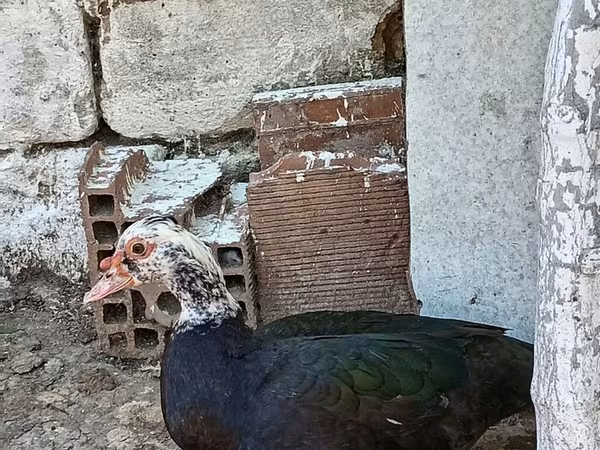 Domestic Muscovy