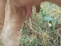 雌牛, Swiss cattle — 写真 6