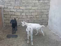 بز (گروه، جنسیت مشخص نشده), بز — عکس 4