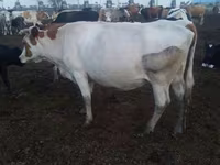 Lembu betina, Cattle — foto 1