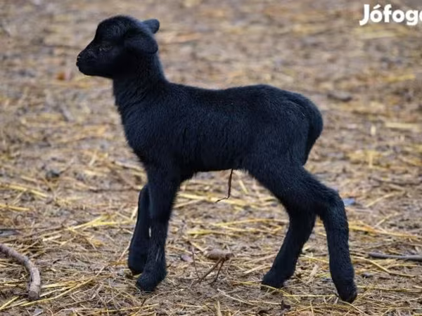 میش, Cameroon sheep