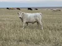 گاو نر, Swiss cattle — عکس 1