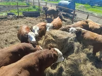 Stier, Hereford — foto 2