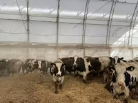 Mucca, Razza Holstein — foto 3