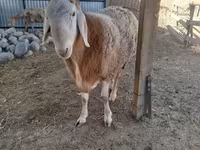 Vædder, Arashan sheep — foto 3