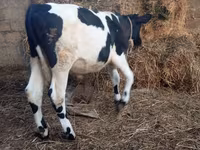 گاو نر, Russian Black pied cattle — عکس 7