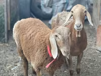 مینڈھا, Arashan sheep — تصویر 4