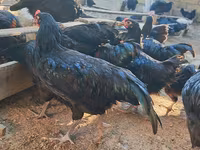 آسترالورپ — عکس 7