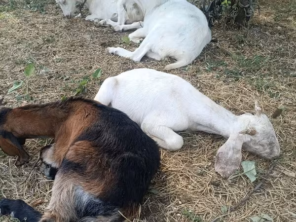 Sheep, Sheep — Kyrgyzstan