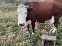 İnek, Latvian Blue cattle — foto 3