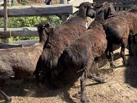 Dume la kondoo, Hissar sheep — picha 4
