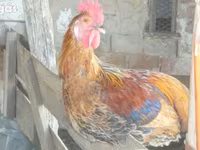 Chickens — foto 2