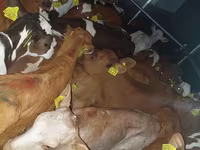 วัวตัวผู้, Simmental cattle — รูปภาพ 1