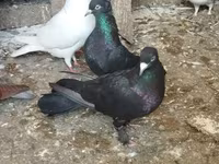 Chickens — عکس 6