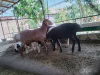 Bélier, Moutons — photo 7