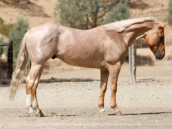 Кінь, Quarter Horse