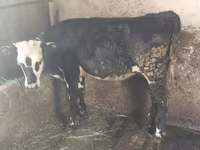 Krava, Swiss cattle — foto 2