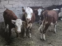 Mucca, Mucca kazaka a testa bianca — foto 3