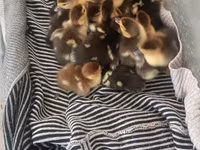 Ducks — รูปภาพ 5