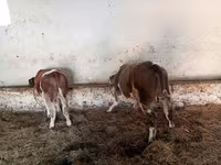 วัวตัวผู้, Simmental cattle — รูปภาพ 1