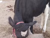 Vacă, Bovine — foto 5