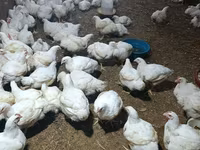 Chickens — عکس 1